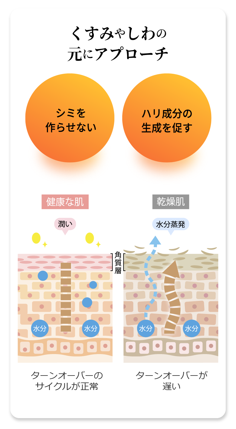 くすみやしわの元にアプローチ「シミを作らせない」「ハリ成分の生成を促す」健康な肌:潤い、ターンオーバーのサイクルが正常 乾燥肌:水分蒸発、ターンオーバーが遅い